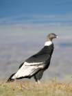 Andean condor female in Patagonia. South America, Chile, Magallanes. Art Print
